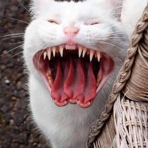 Meet your Posher, Greg